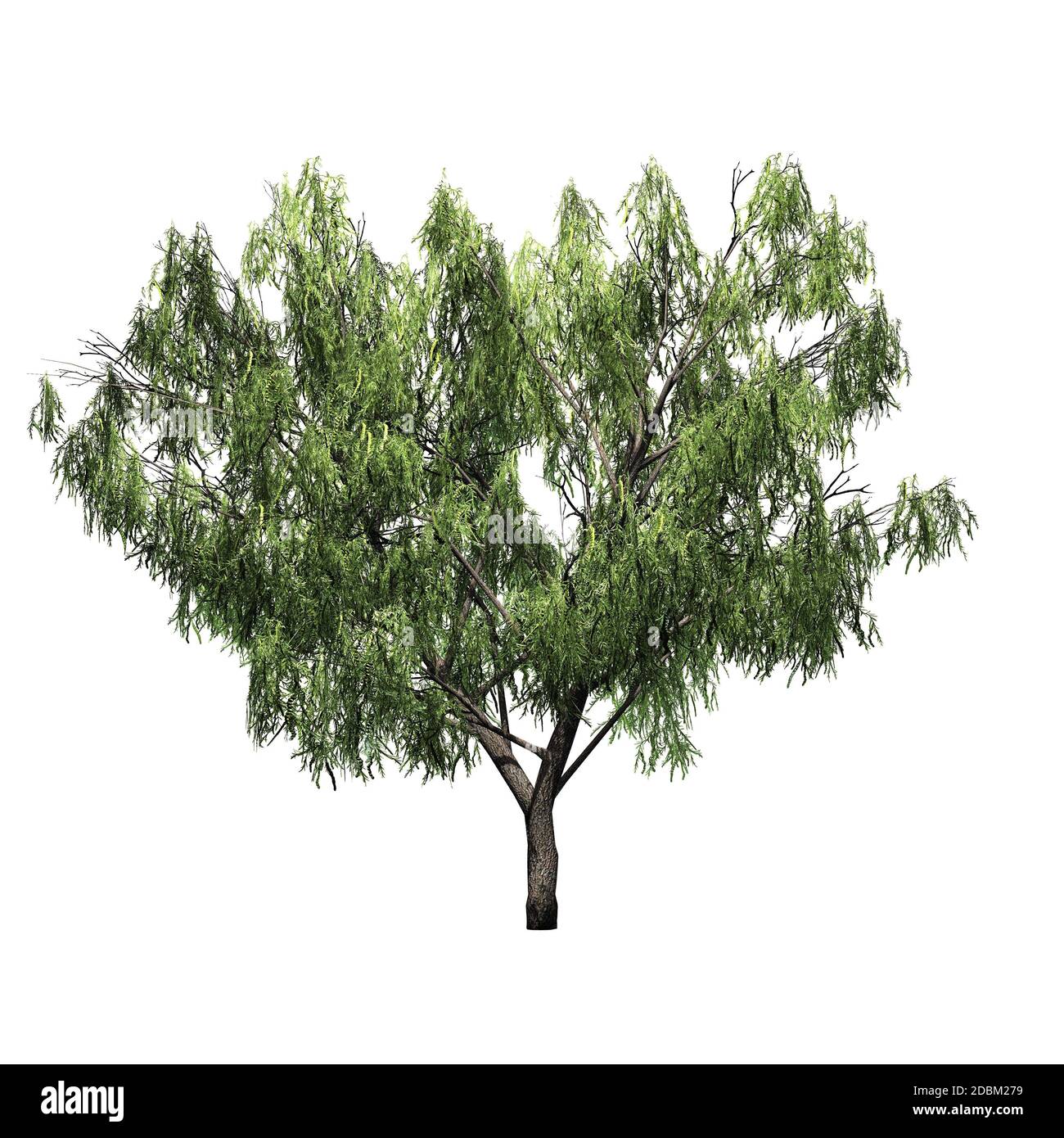 Mesquite tree fruit Cut Out Stock Images & Pictures Alamy