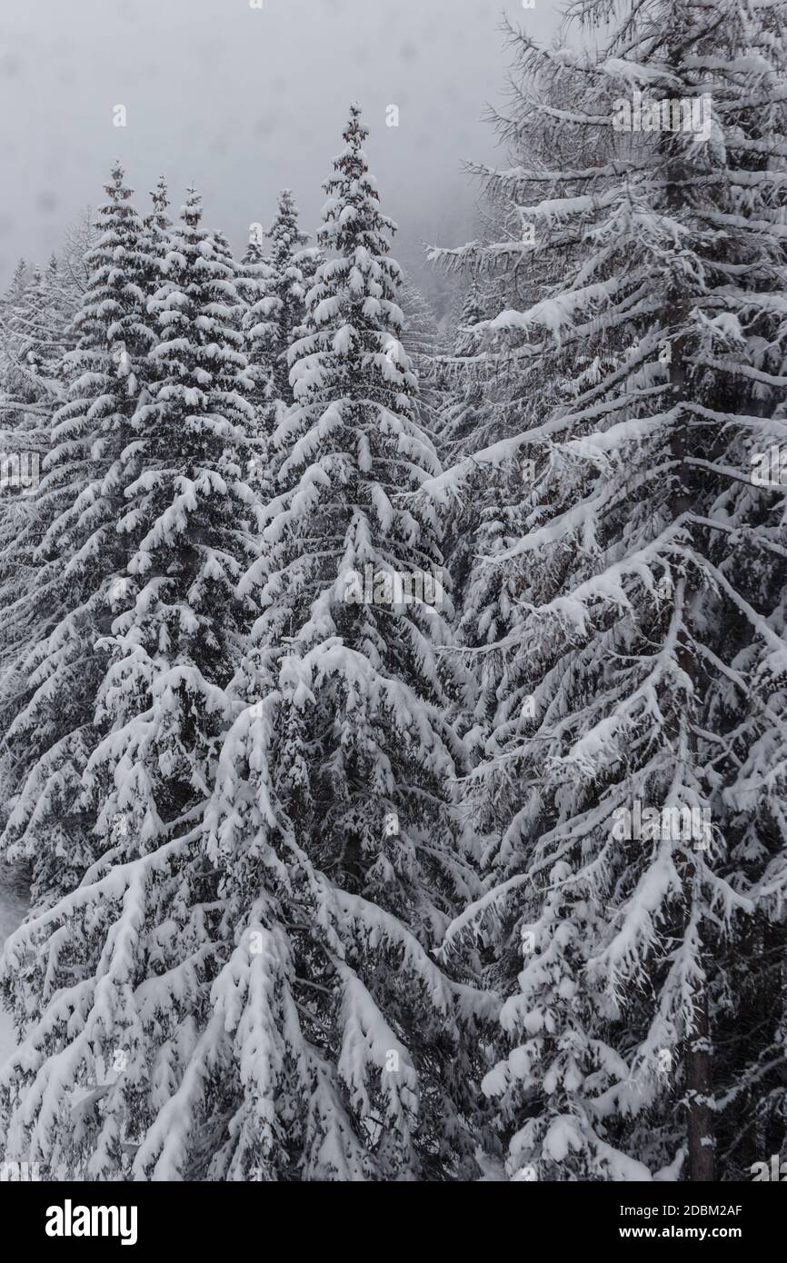 Pine trees covered in fresh snow on a very overcast day, view from ski gondola, Selva Gardena, Italy Stock Photo