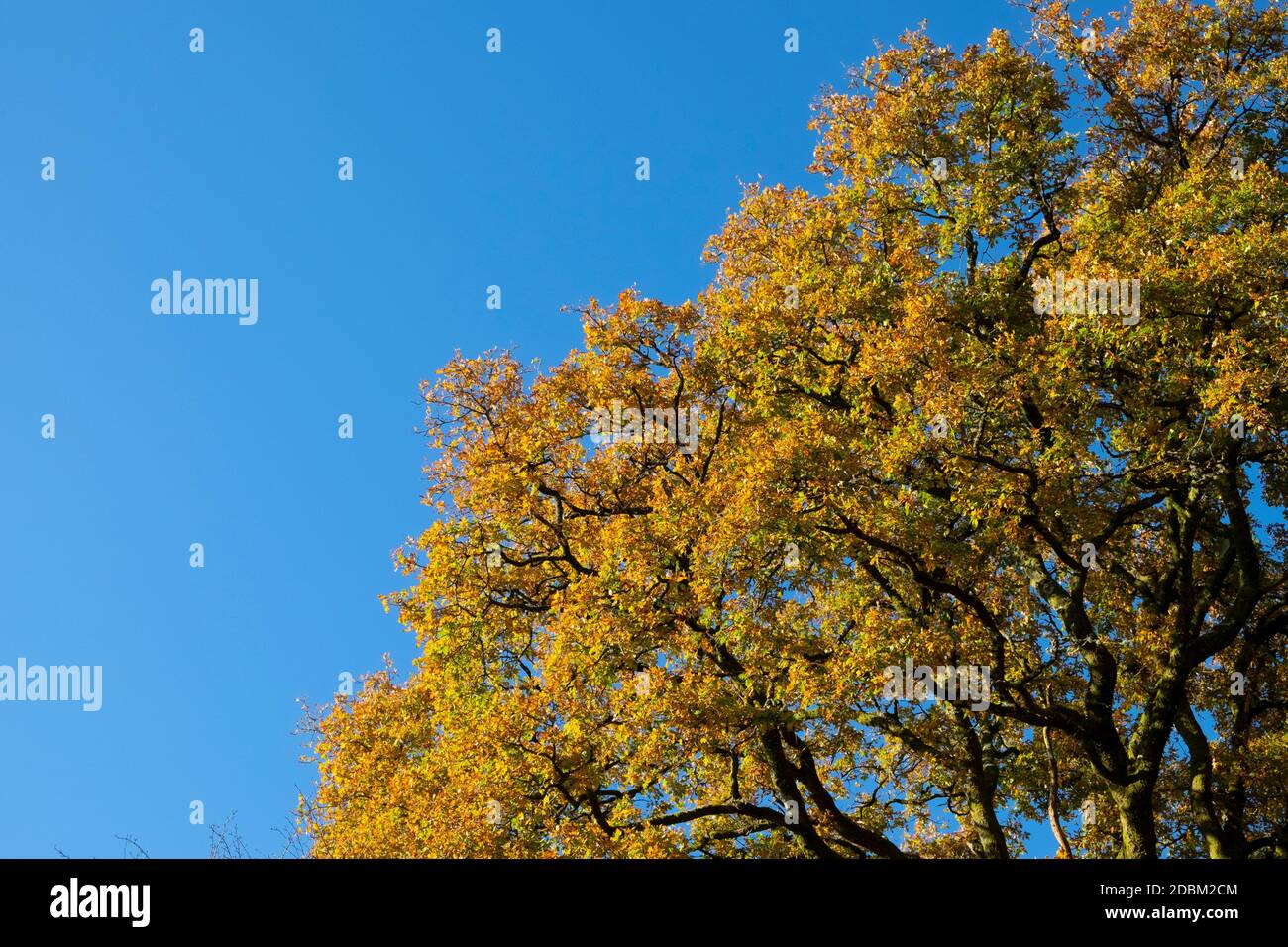 Autumn orange leaves of a huge oak tree from underneath looking up against blue sky on sunny day sunshine copy space Wales Uk 2020 KATHY DEWITT Stock Photo