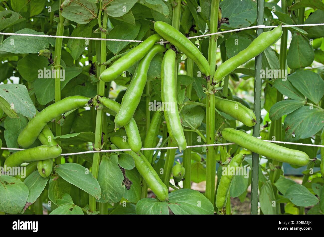 Crop of ready to harvest broad beans pods 'Witkiem Manita' growing in English domestic garden Stock Photo