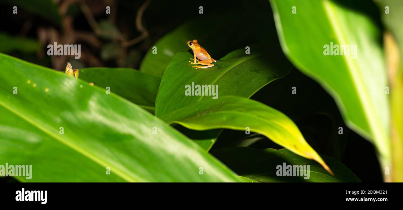 The small orange frog is sitting on a leaf Stock Photo