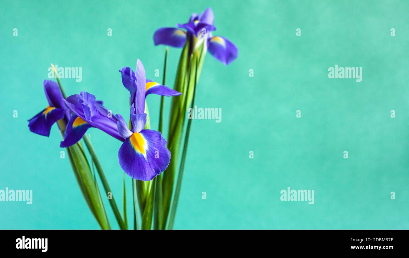 Các bạn yêu hoa hẳn sẽ không thể bỏ qua bức ảnh liên quan đến hoa iris xinh đẹp và đầy màu sắc này. Hãy đến với chúng tôi để khám phá!