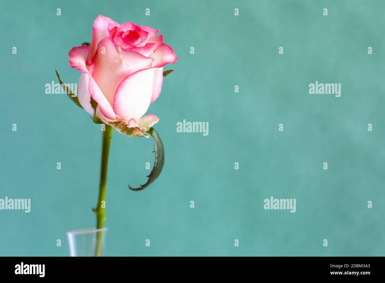 horizontal stilllife with copyspace single fresh white and red rose