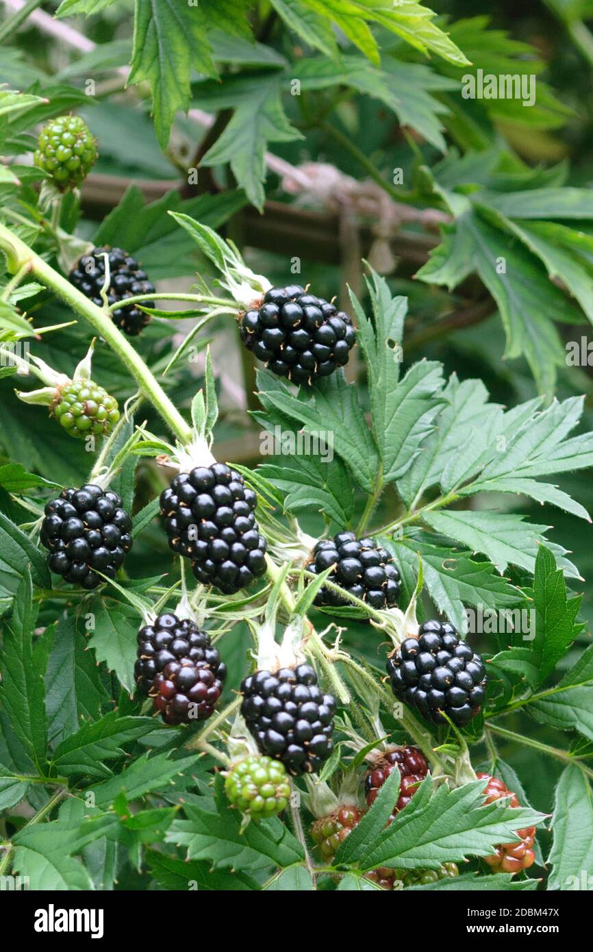 Ежевика торнлесс эвергрин. Ежевика бесшипная садовая. Торнлесс эвергрин описание. Ежевика орегон торнлесс. Ежевика бесшипная торнлесс.