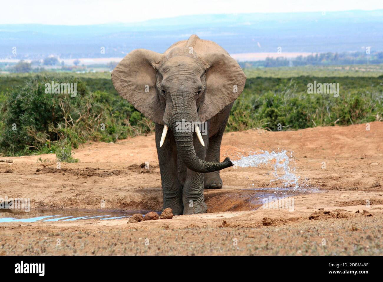Elephant drinking at the waterhole in the Addo Elephant National Park Stock Photo