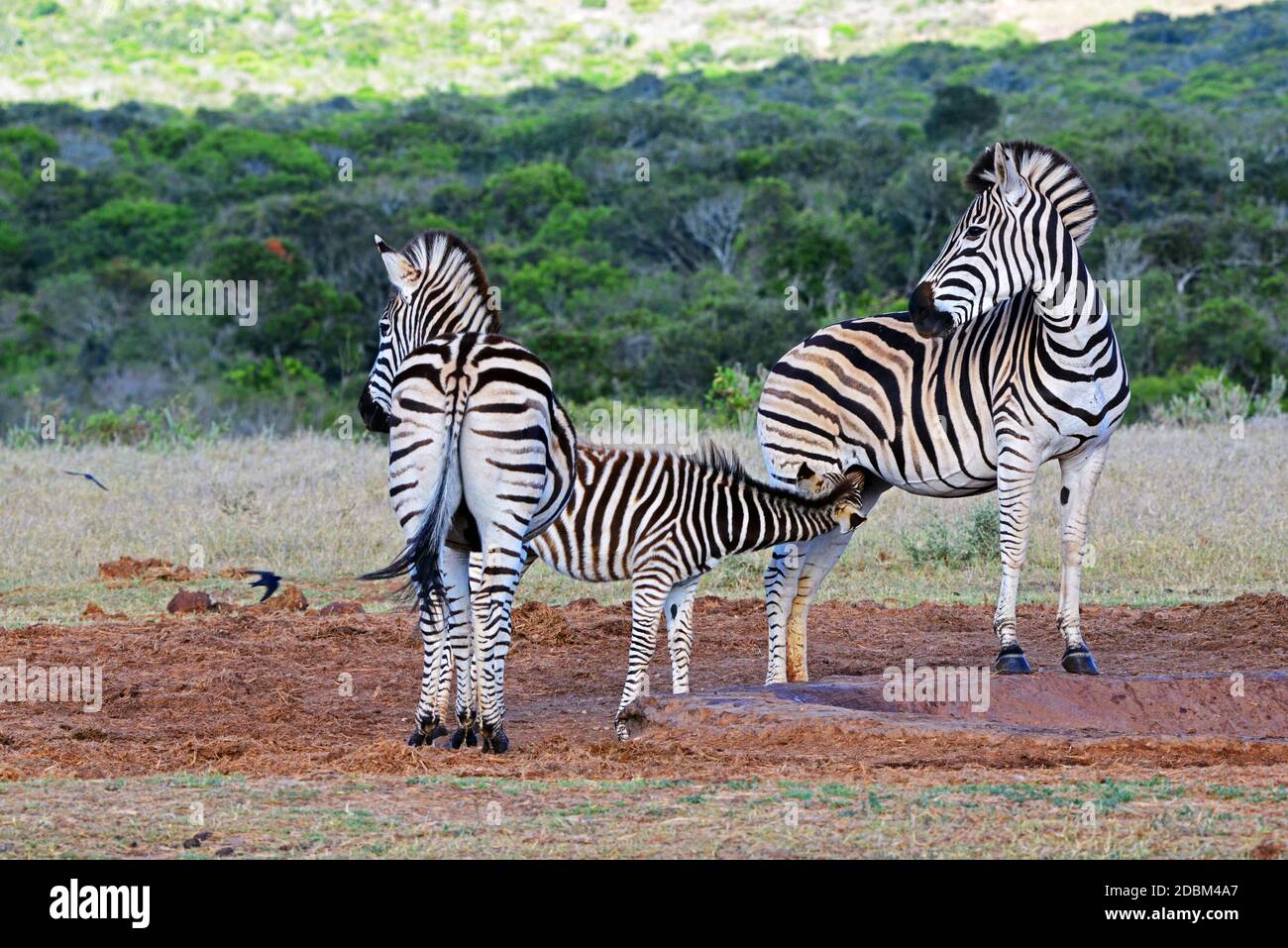 Zebra family in Addo Elephant National Park Stock Photo