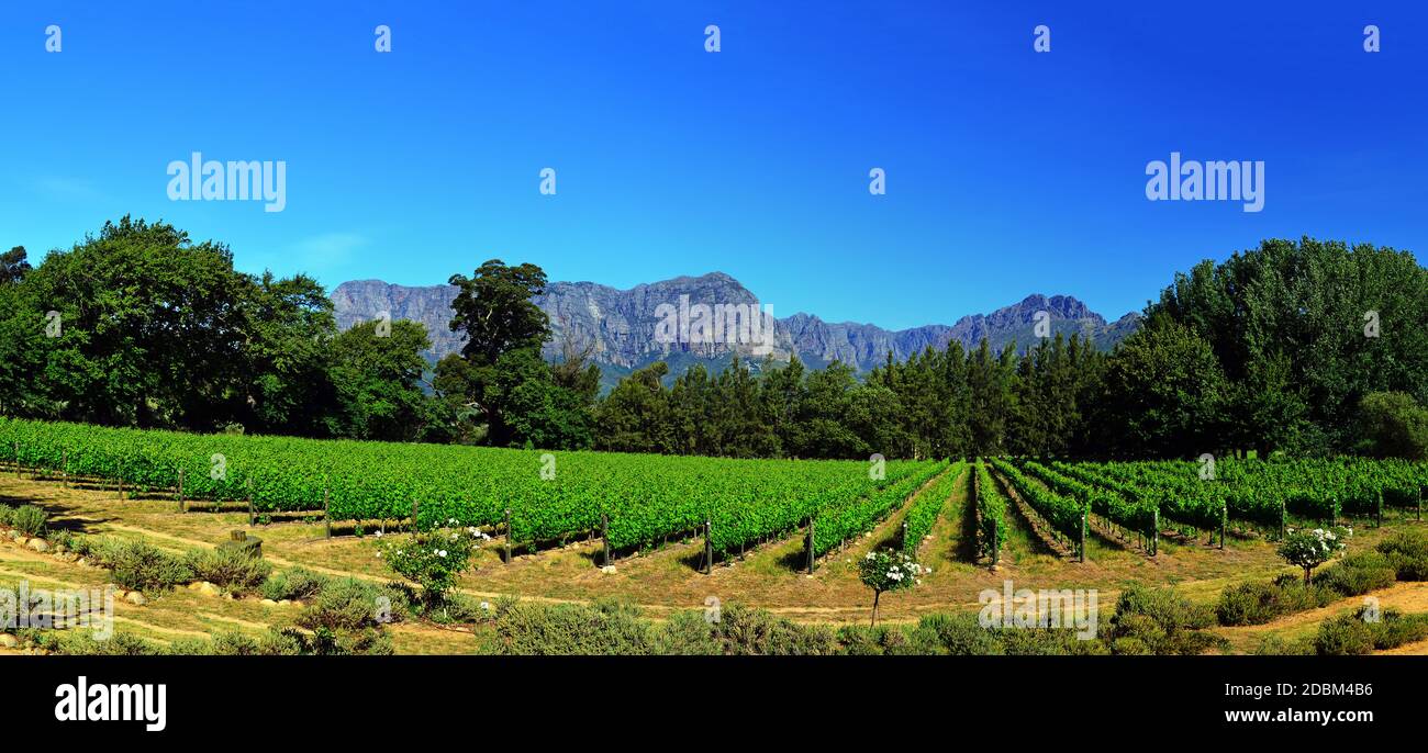 Wine growing in South Africa Stock Photo