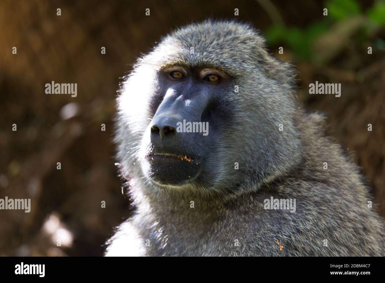 One baboon has found a fruit and eats it Stock Photo