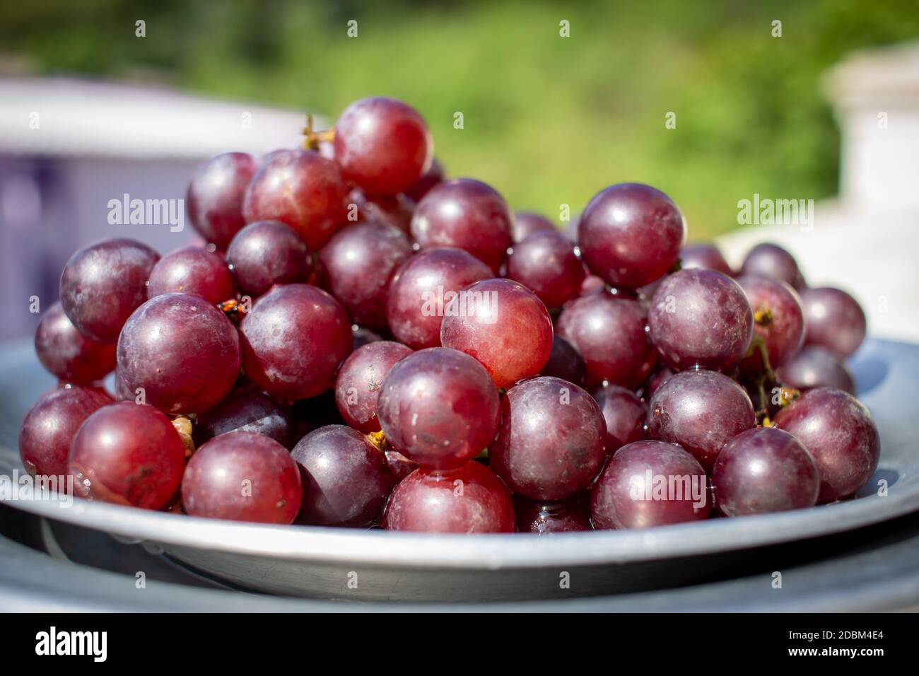 Paneer grapes deals