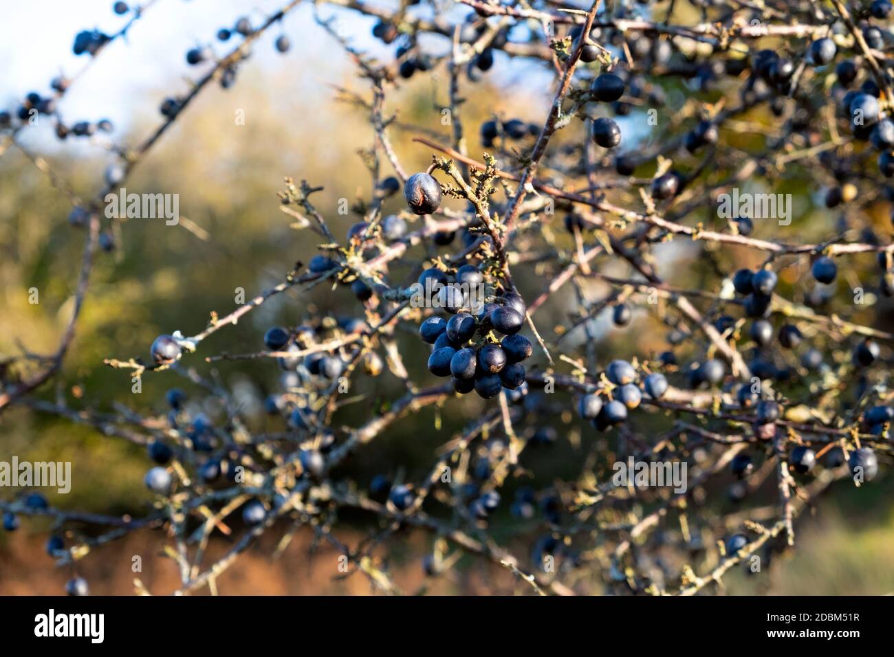 Sloes wild blue sloe berries ready for picking on thorny shrub tree in the Dyfed Carmarthenshire countryside Wales UK 2020  KATHY DEWITT Stock Photo