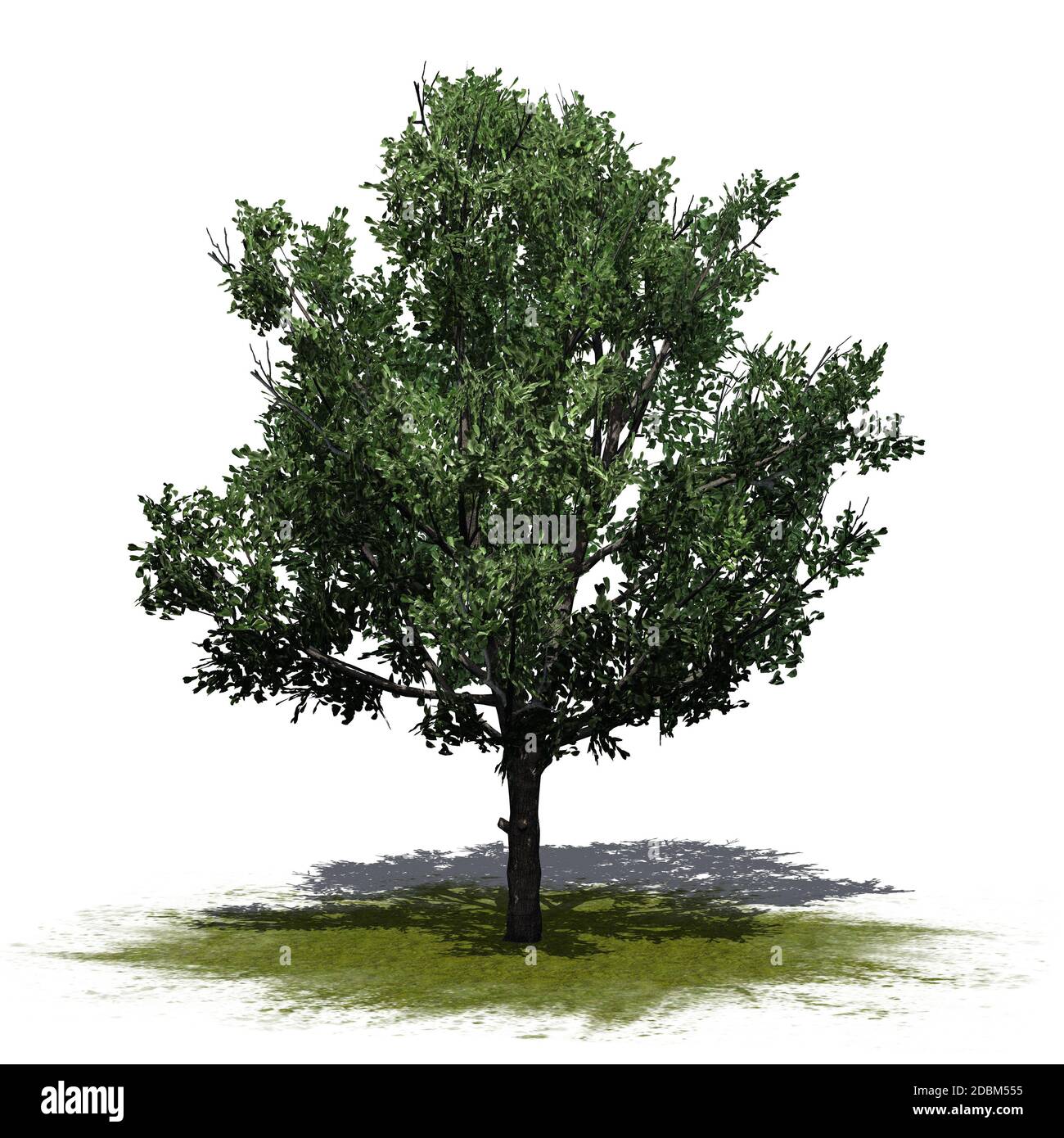 Bradford Pear Tree on a green area - isolated on white background Stock ...