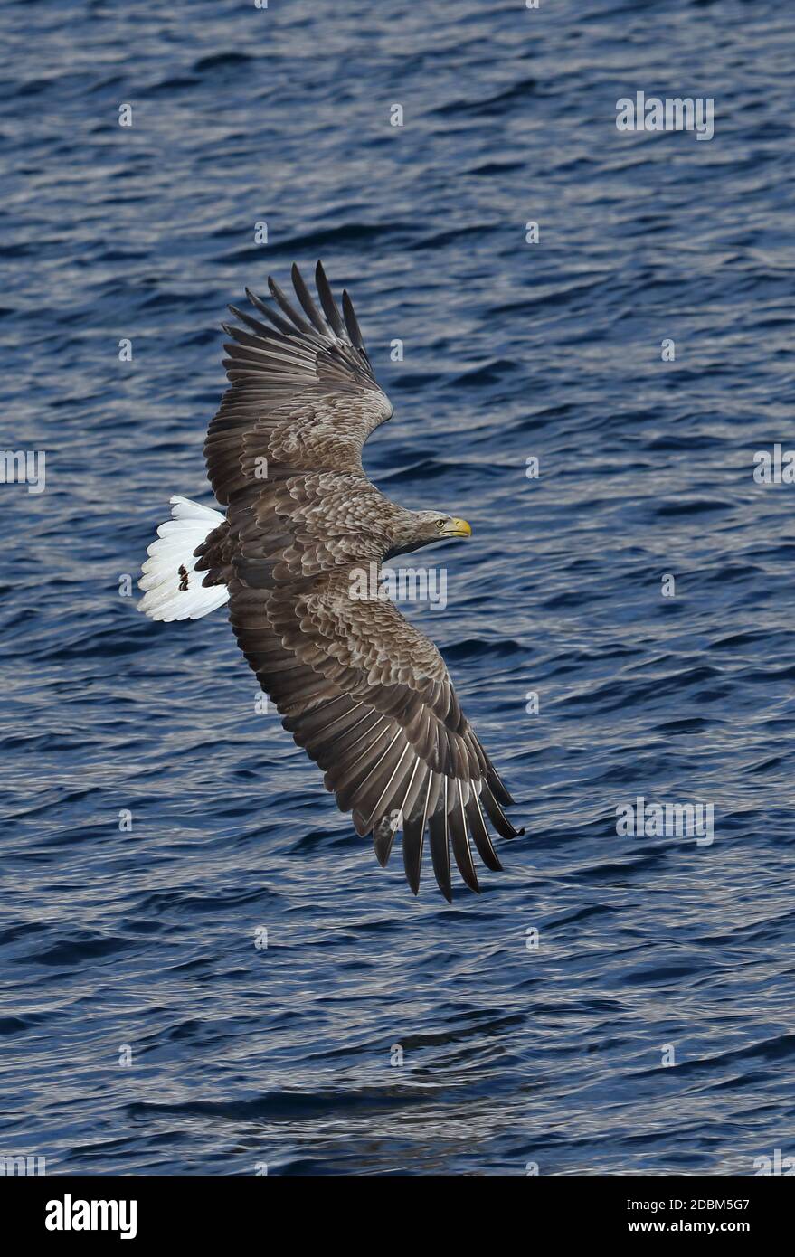 White-tailed Sea-eagle (Haliaeetus albicilla) adult in flight   Rausu, Hokkaido, Japan         March Stock Photo