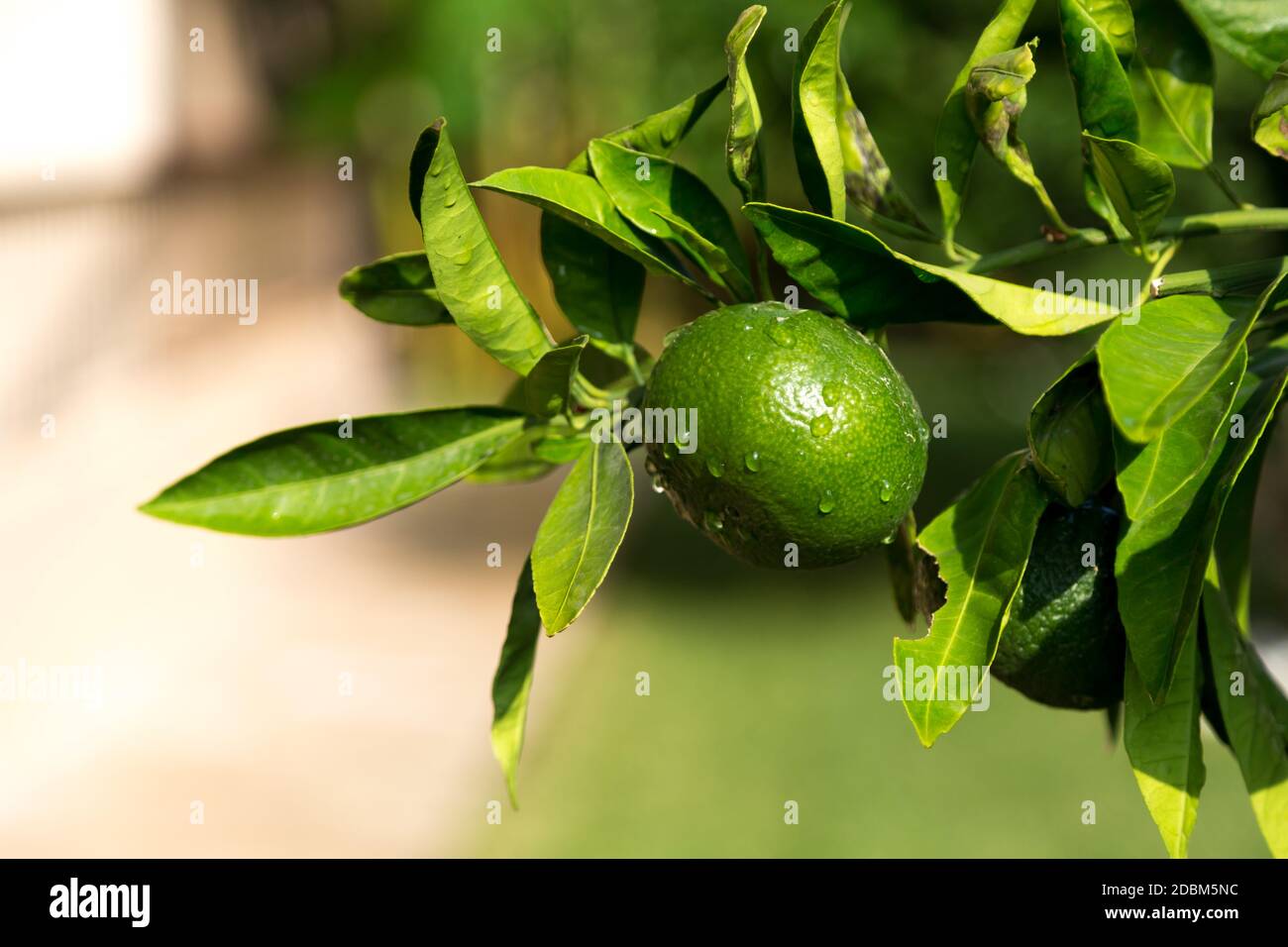 A tangerine trees with unripe fruits and green leaves Stock Photo Alamy