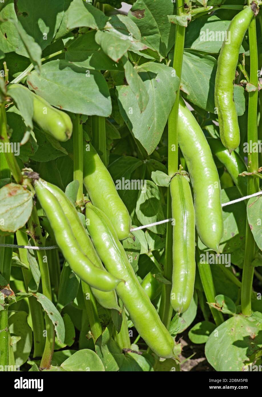 Close up of ready to harvest broad beans pods 'Witkiem Manita' growing in summer sunshine in English domestic garden Stock Photo