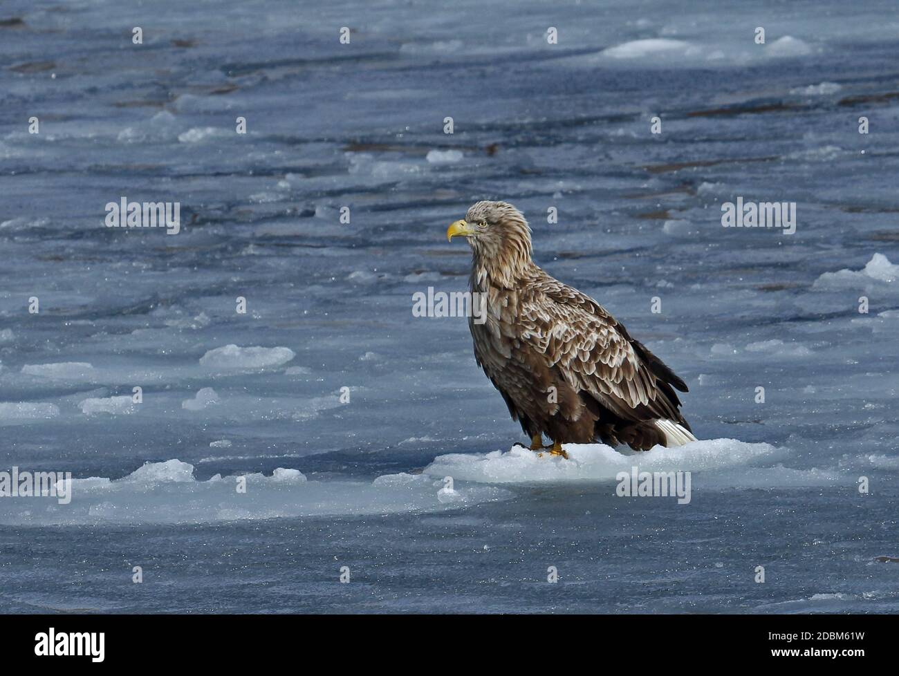 White-tailed Eagle (Haliaeetus albicilla) adult standing on ice flow  Rausu, Hokkaido, Japan         March Stock Photo