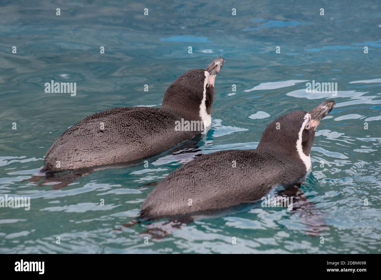 Two humboldt penguins are swimming into the blue water. Spheniscus humboldti or peruvian penguin. Animals in wildlife Stock Photo - Alamy Two humboldt penguins are swimming into the blue water. Spheniscus humboldti or peruvian penguin. Animals in wildlife Stock Photo - Alamy