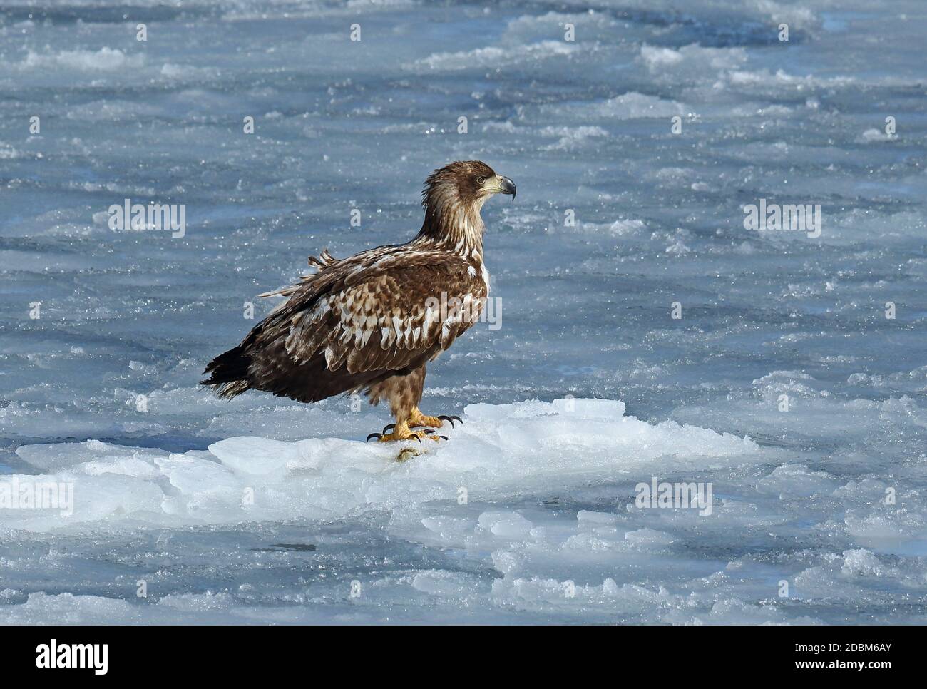 White-tailed Eagle (Haliaeetus albicilla) immature standing on ice flow  Rausu, Hokkaido, Japan         March Stock Photo