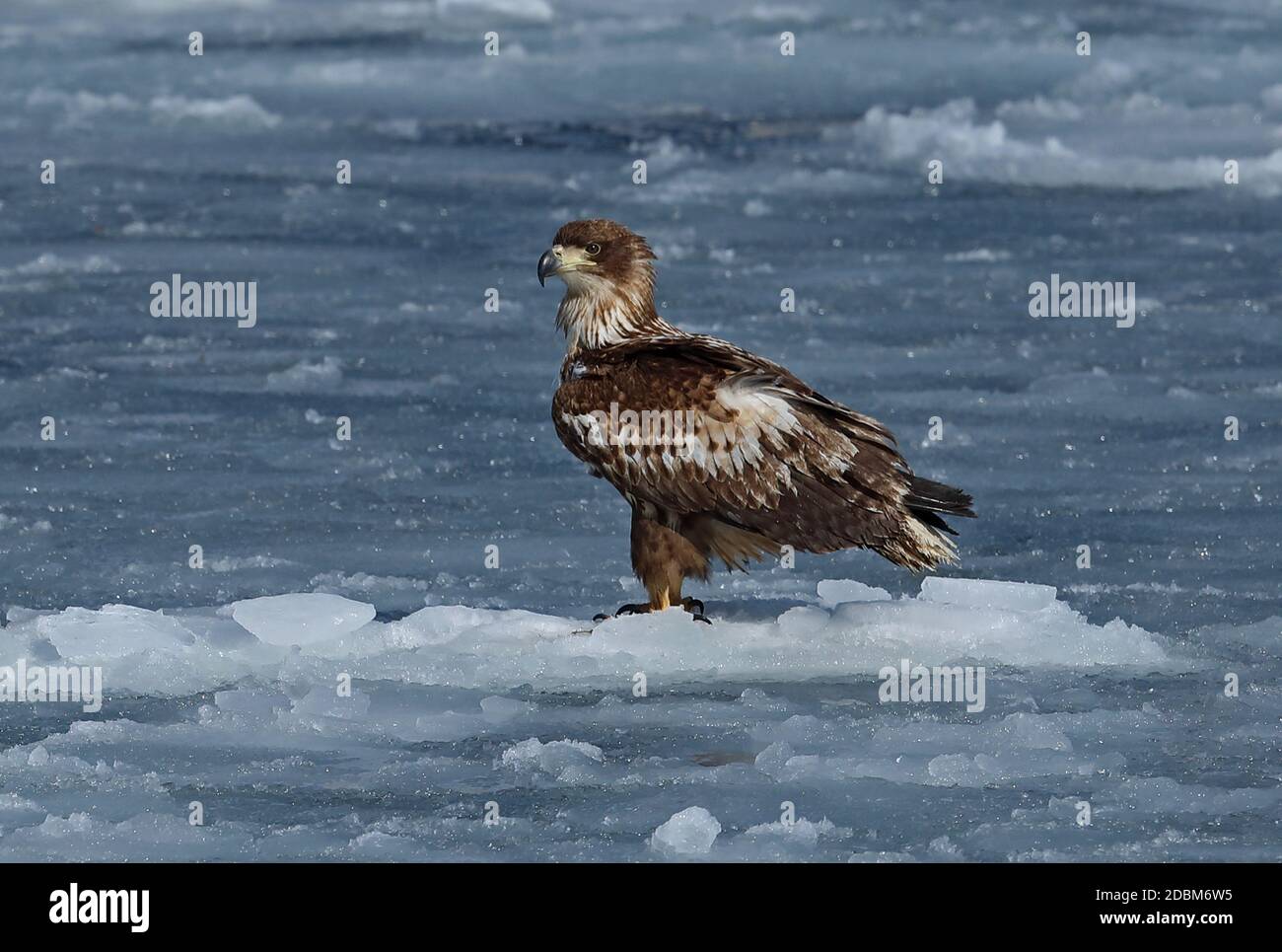 White-tailed Sea-eagle (Haliaeetus albicilla) immature standing on ice flow  Rausu, Hokkaido, Japan         March Stock Photo
