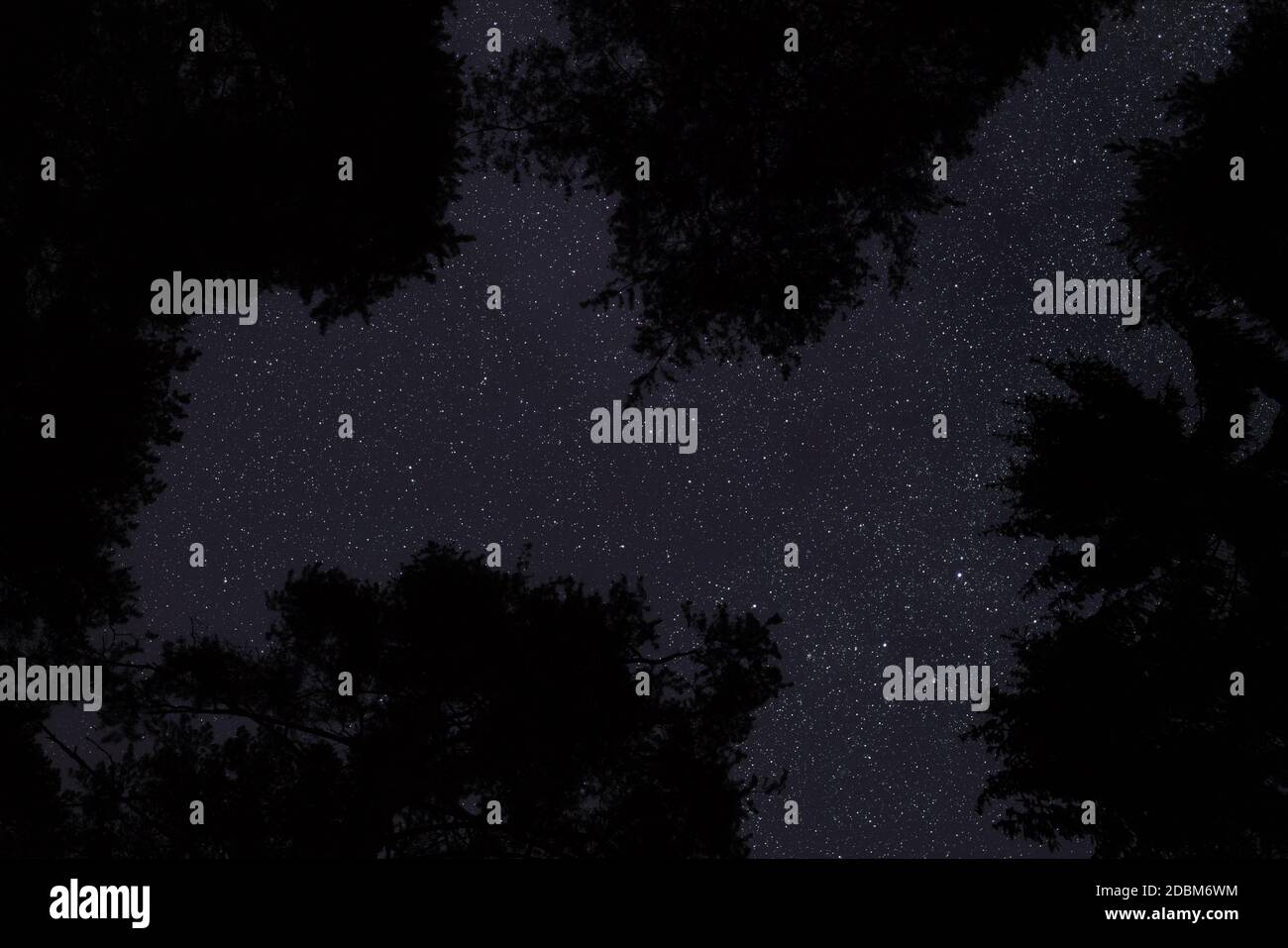 Looking up coniferous trees, clear night sky with many stars above. Stock Photo