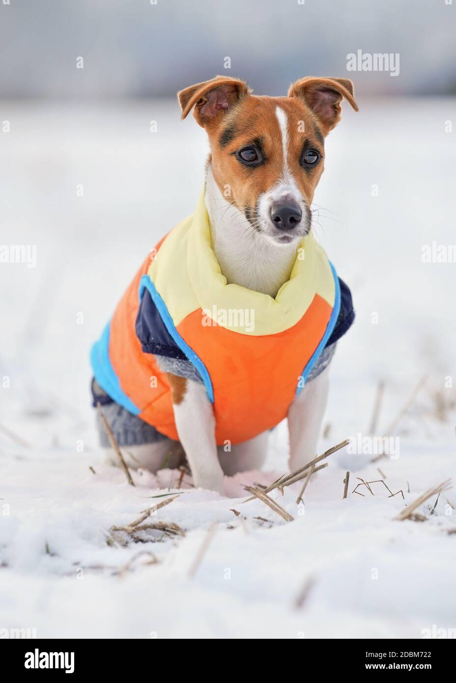 Jack russell jacket hi-res stock photography and images - Alamy