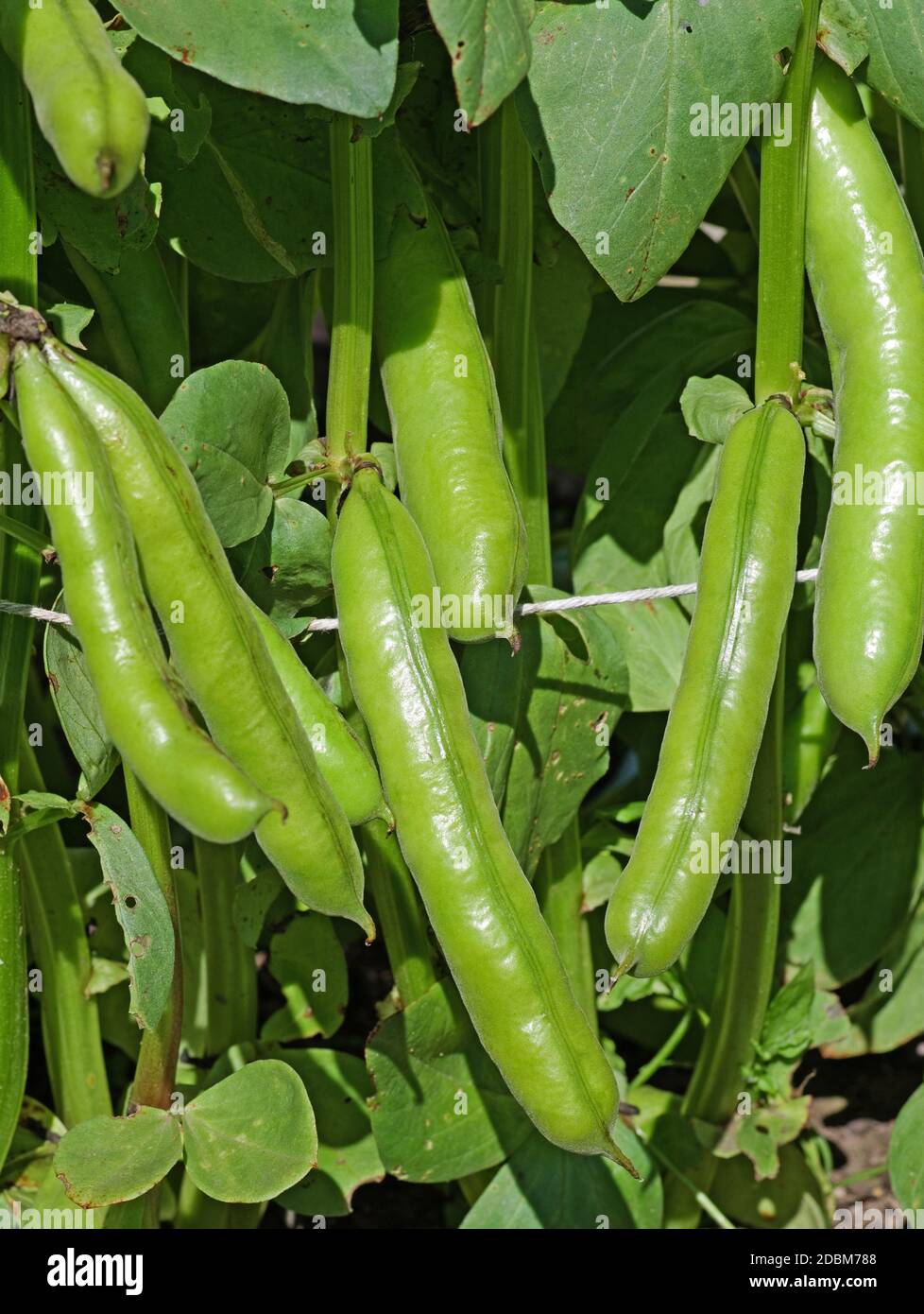 Close up of ready to harvest broad beans pods 'Witkiem Manita' growing in summer sunshine in English domestic garden Stock Photo