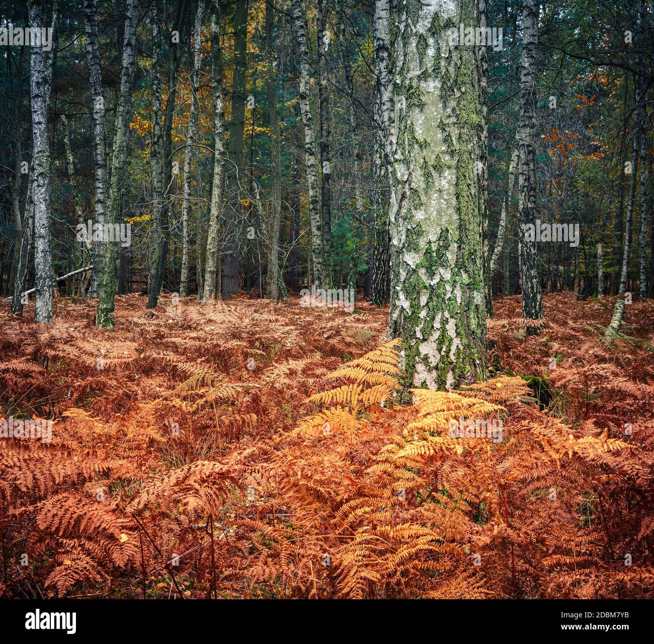 Late autumn in the forest Stock Photo - Alamy