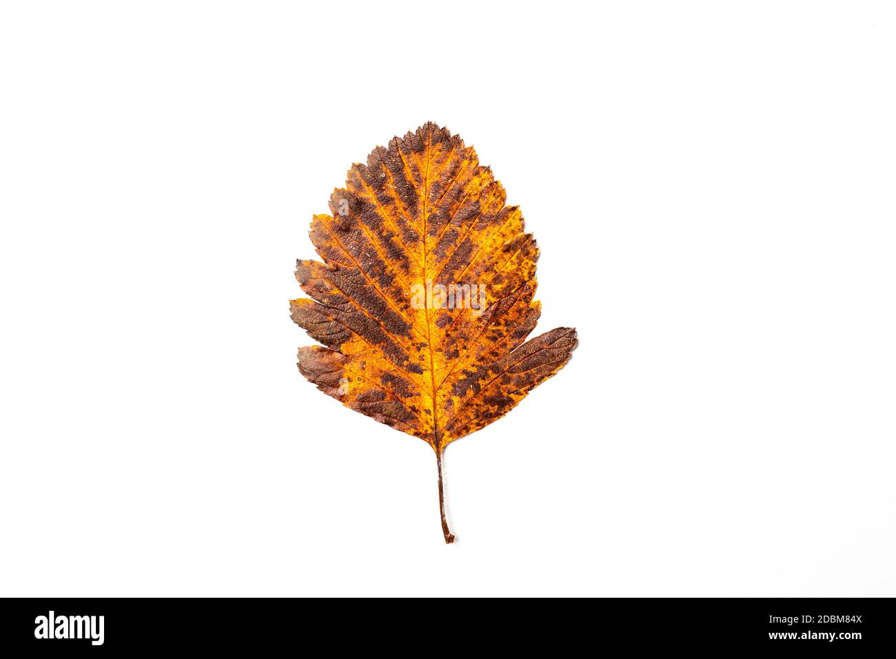 autumn leaf on a white background, top view Stock Photo - Alamy