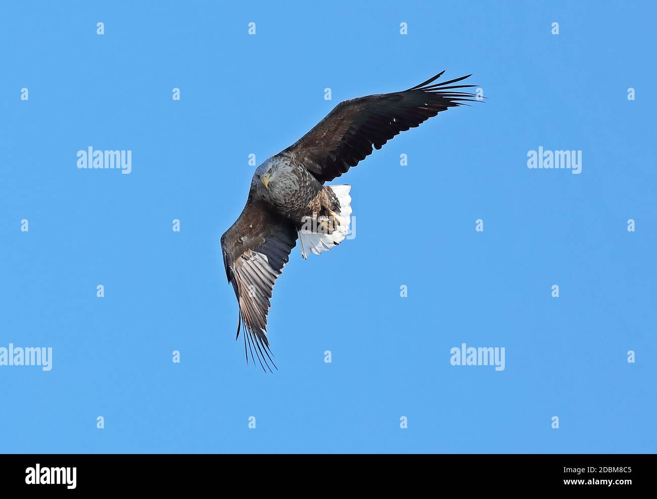 White-tailed Eagle (Haliaeetus albicilla) adult in flight   Rausu, Hokkaido, Japan         March Stock Photo