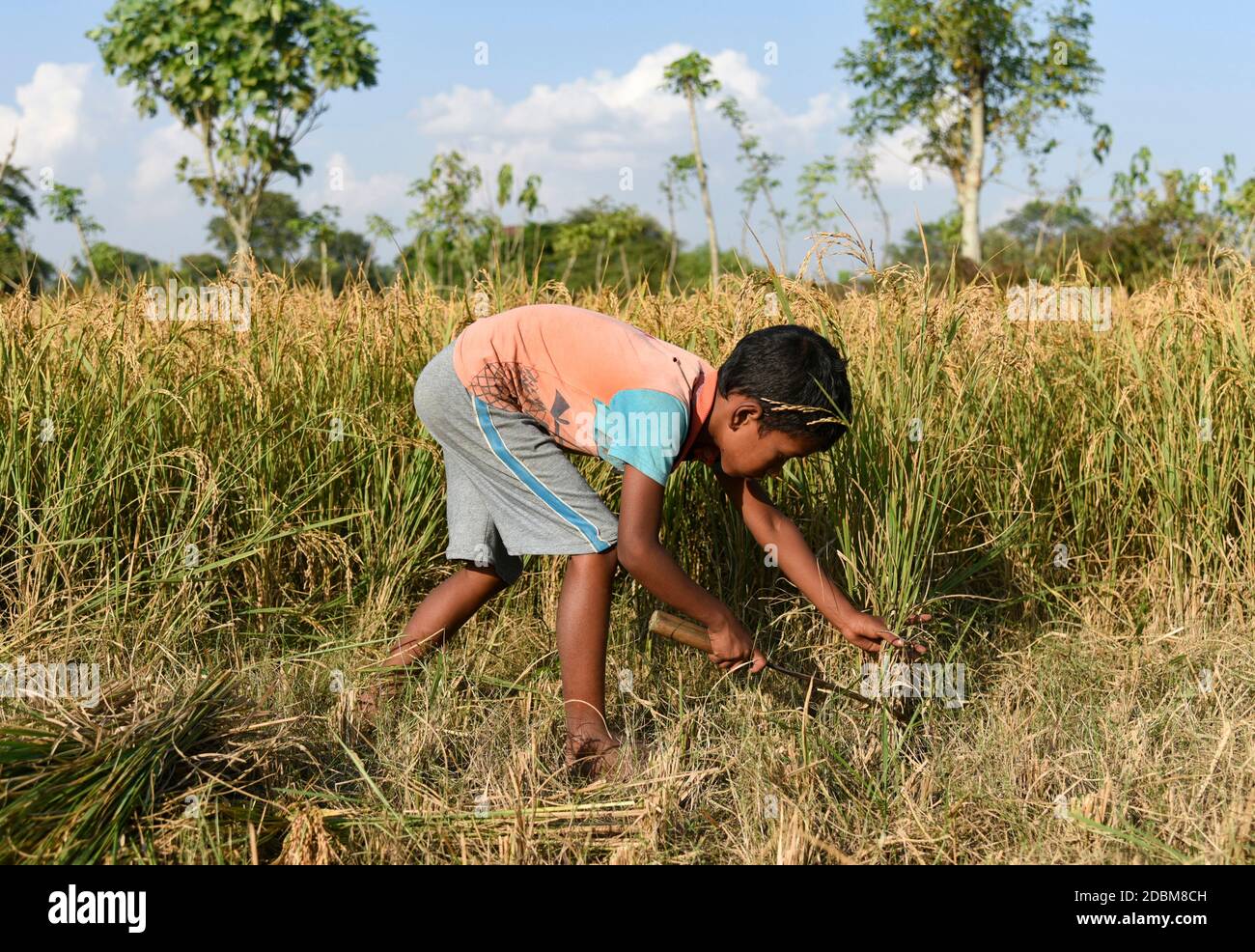 Bongaigaon District Of Assam India 17 November 2020 A Child Harvesting Rice Paddy In A Field