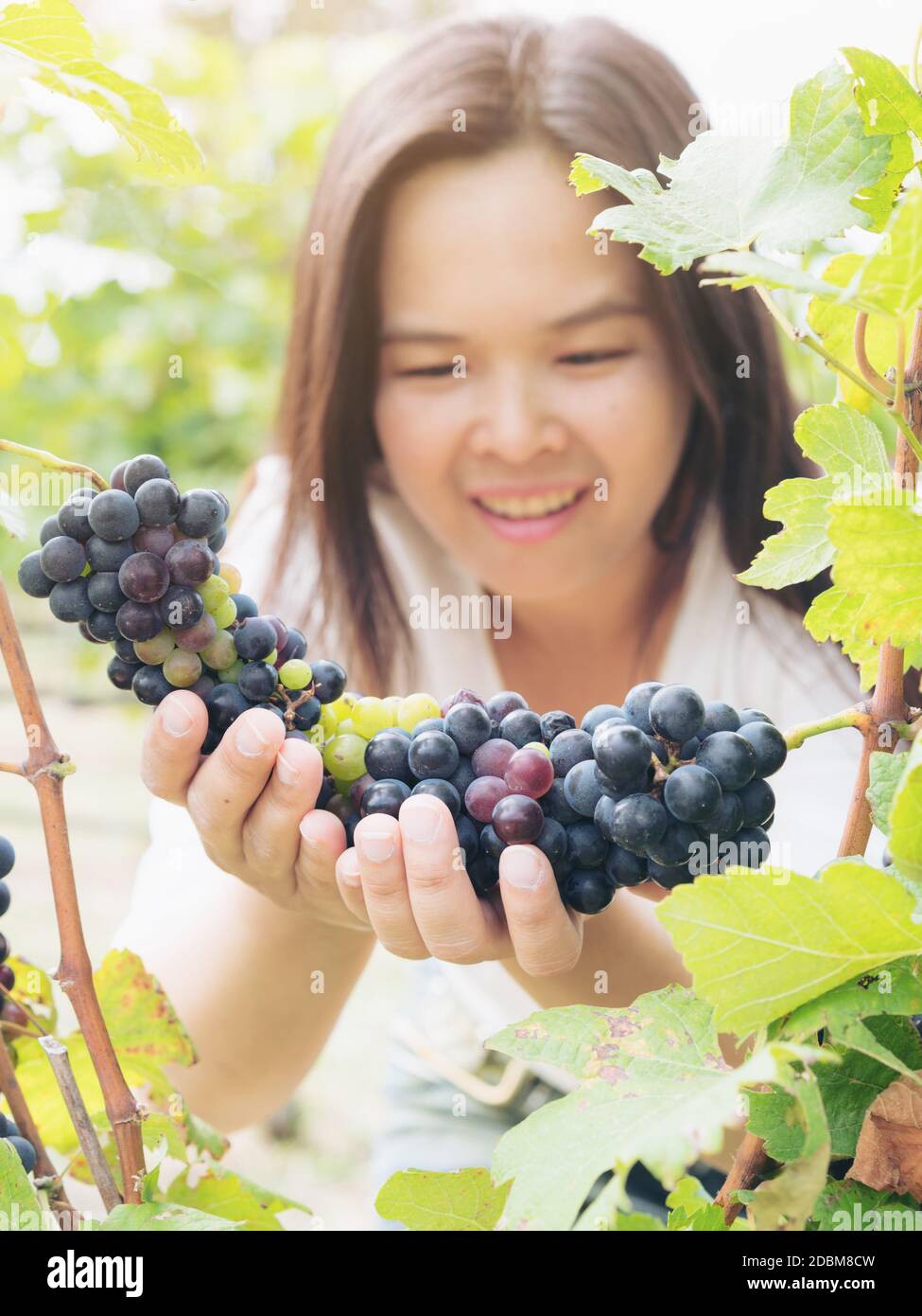 Vineyard woman worker checking wine grapes in vineyard. Winery, winemaker and worker concept