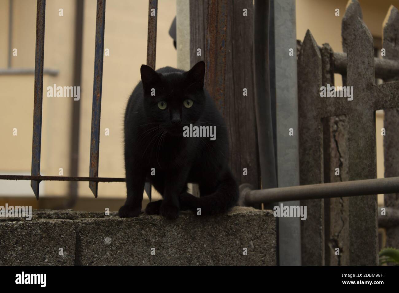 Un gatto nero nel giardino Stock Photo