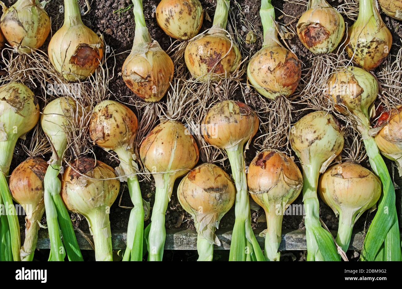 Home grown onion crop 'Hisky' lifted and drying in summer sunshine in English garden, England UK Stock Photo