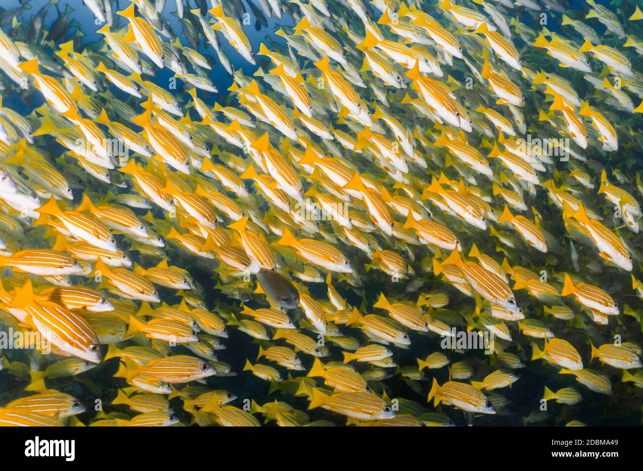 School of yellow snappers swimming in Ari Atoll, Maldives Stock Photo ...