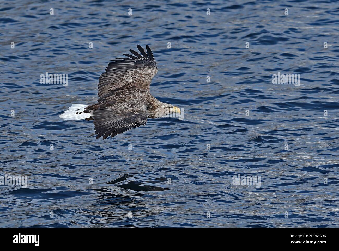White-tailed Sea-eagle (Haliaeetus albicilla) adult in flight low over the sea  Rausu, Hokkaido, Japan         March Stock Photo