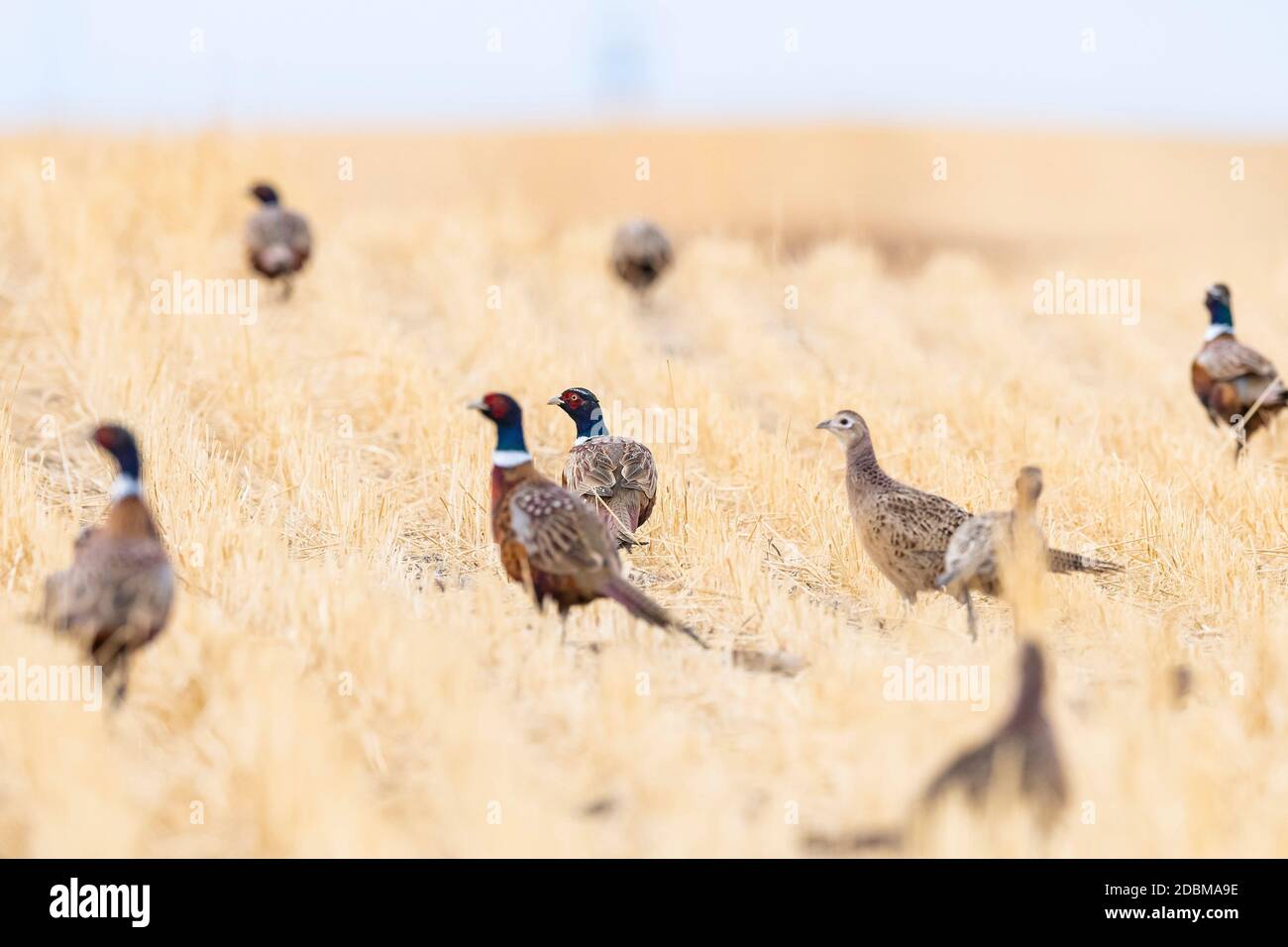 Hen pheasant flock hires stock photography and images Alamy