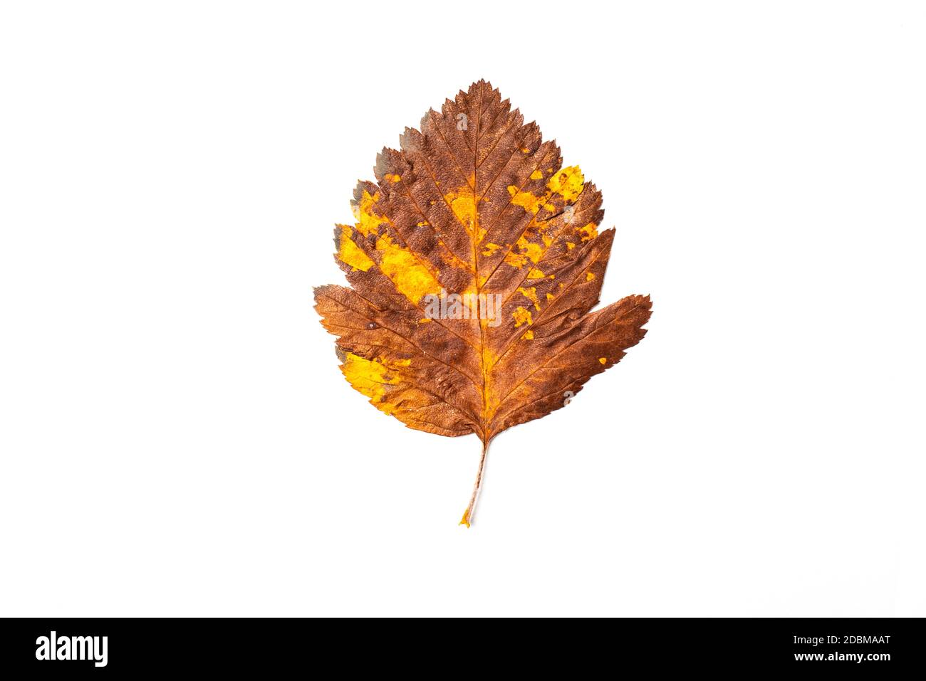 autumn leaf on a white background, top view Stock Photo - Alamy