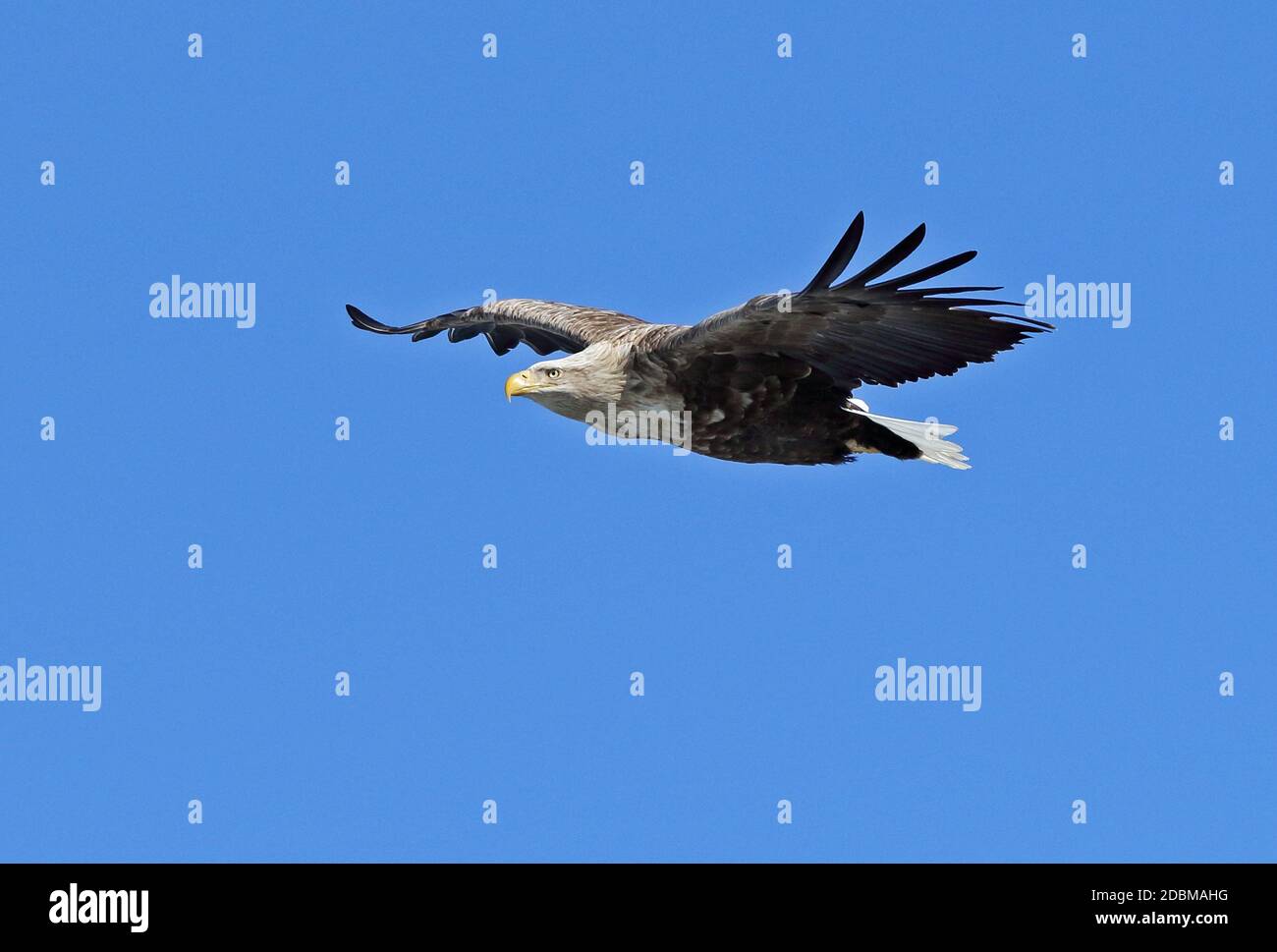White-tailed Sea-eagle (Haliaeetus albicilla) adult in flight   Rausu, Hokkaido, Japan         March Stock Photo