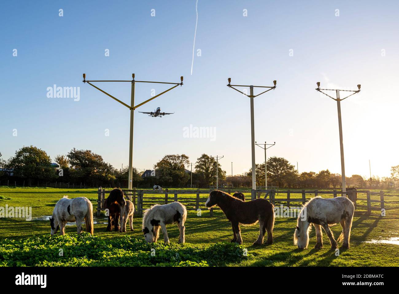 Horses in a field under the approach to London Heathrow Airport, UK, grazing around approach lights system. ALS. Early dawn autumn light on clear day Stock Photo