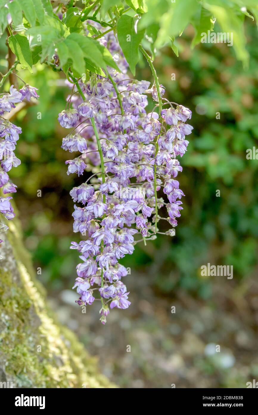 Japanischer Blauregen Wisteria Floribunda - Winterharte Kletterpflanze  5-10cm Blauregen Pflanze