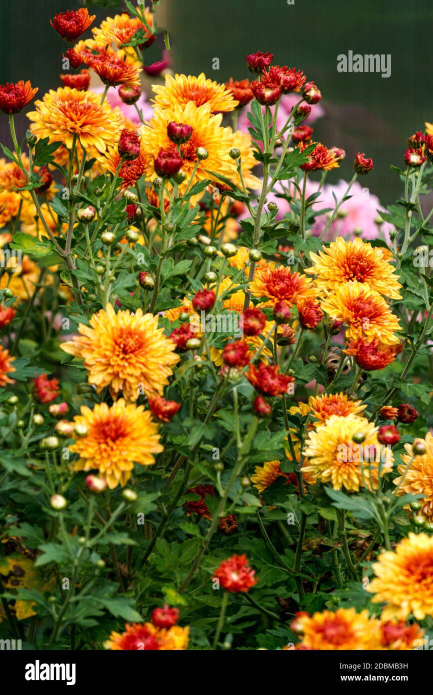 Bushes with yellow-orange flowers of chrysanthemums in the garden in autumn Stock Photo