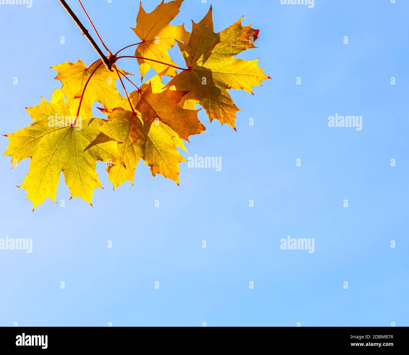Autumn leaves over blue sky background Stock Photo - Alamy