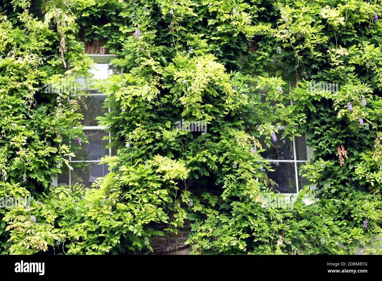 Hidden windows behind wall of green plants Stock Photo Alamy