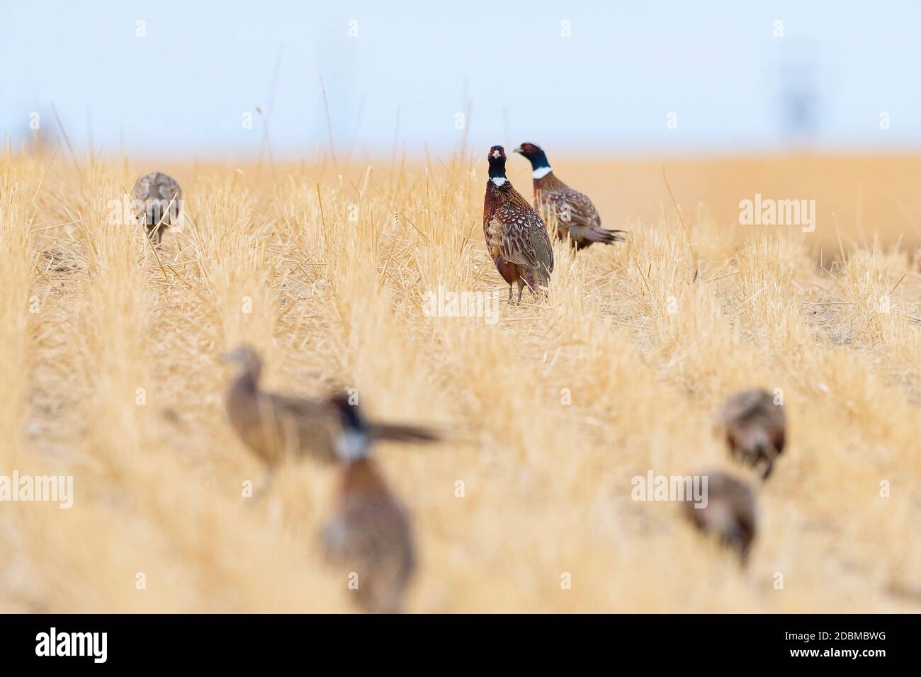Hen pheasant flock hires stock photography and images Alamy