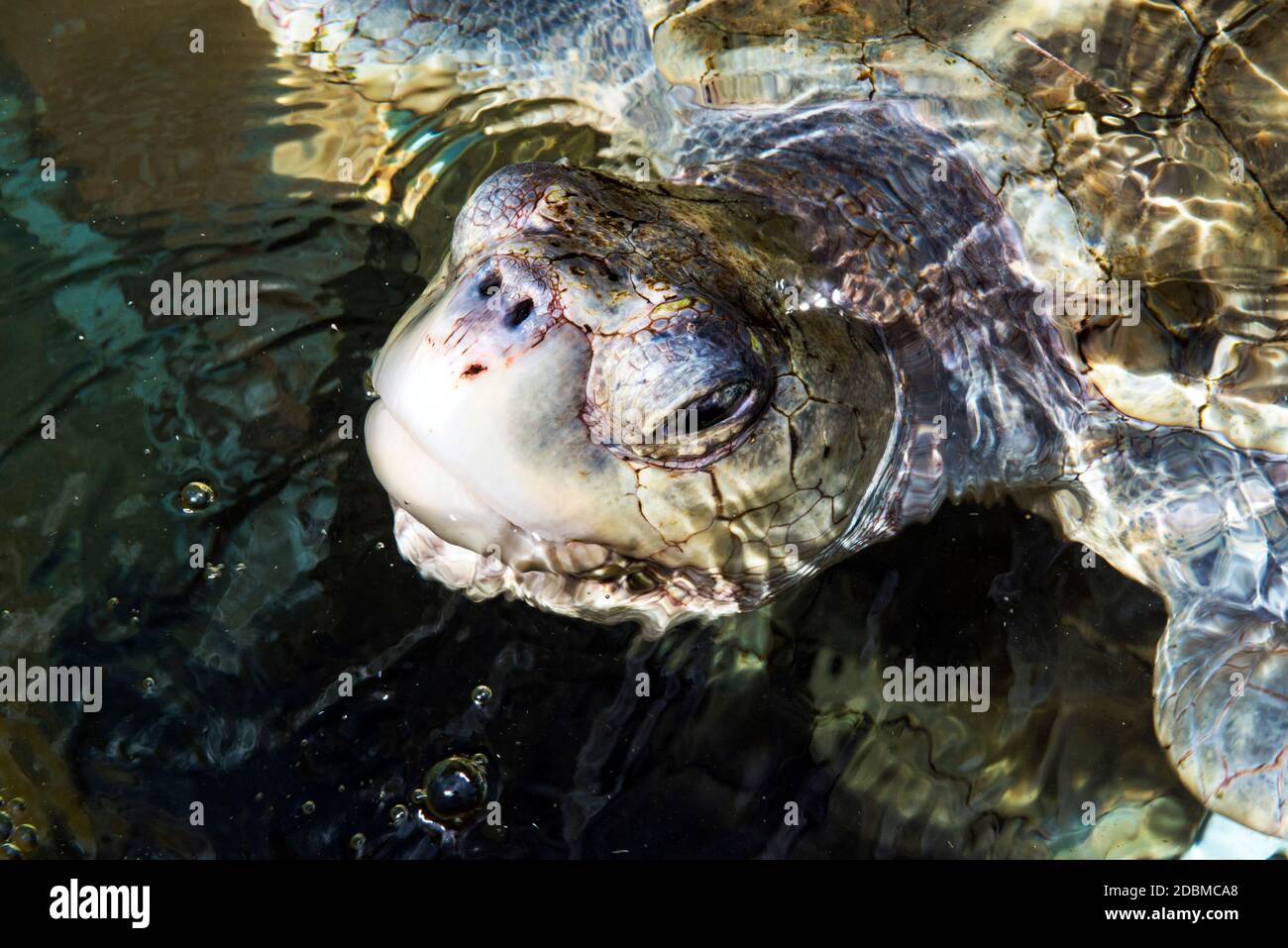 Sea turtle, Cayman Island Stock Photo