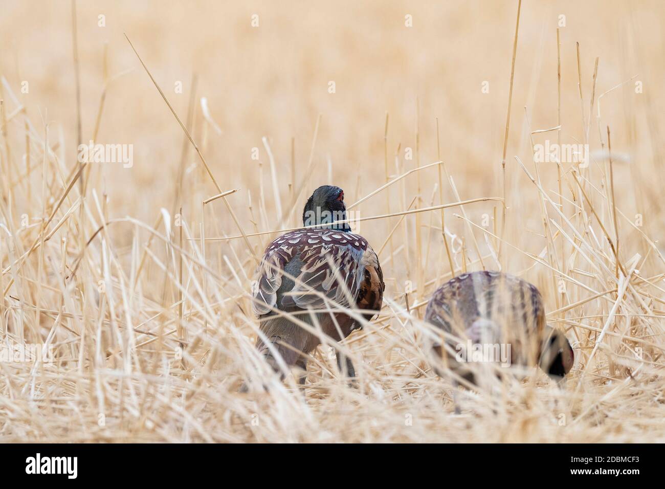 A flock of Pheasants in South Dakota on an autumn day Stock Photo Alamy