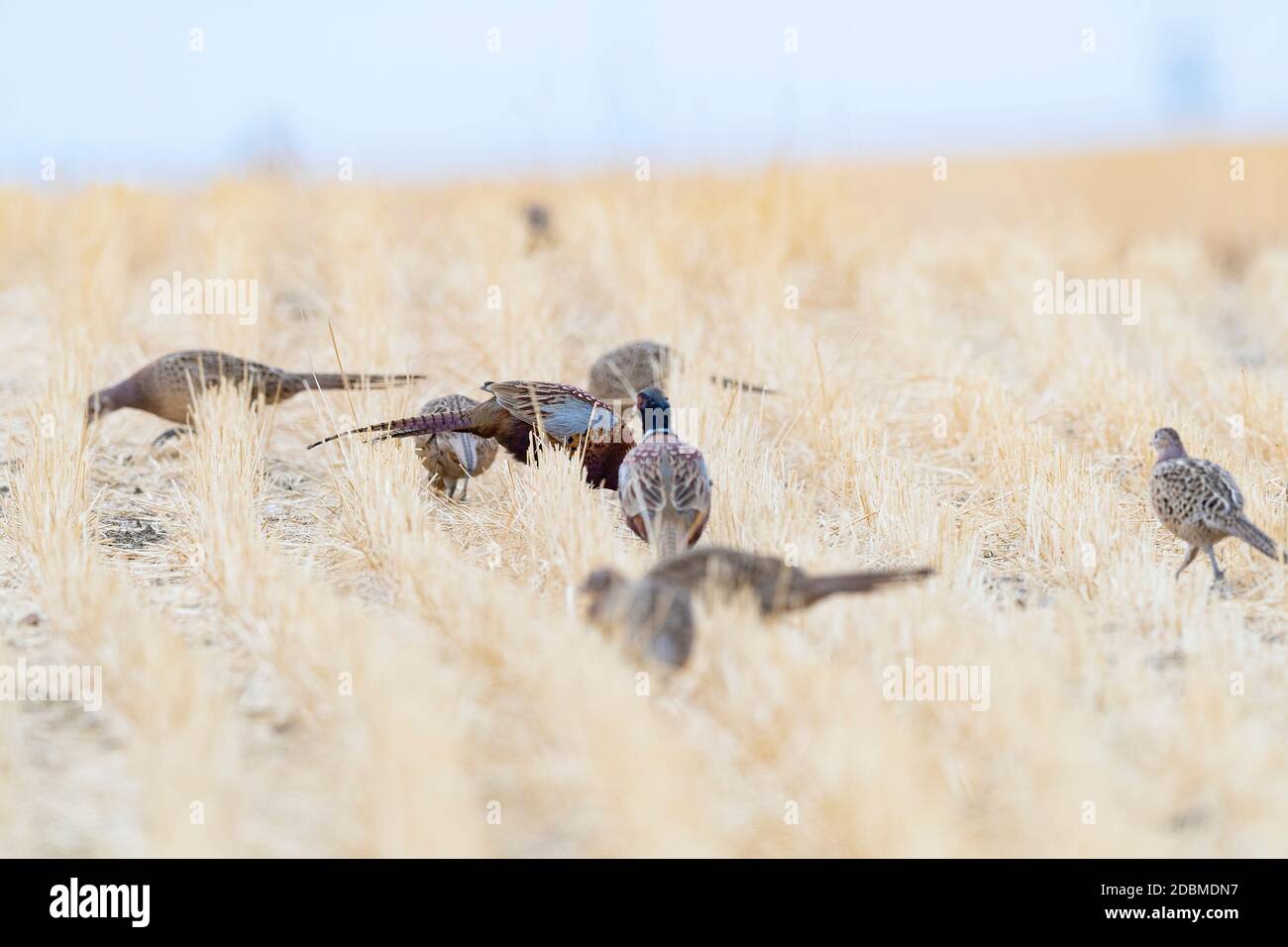 A flock of Pheasants in South Dakota on an autumn day Stock Photo Alamy