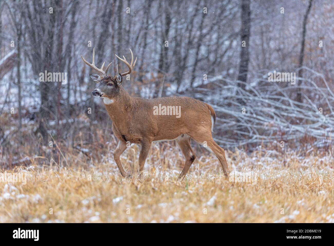 Whitetailed buck during the rut in northern Wisconsin Stock Photo Alamy