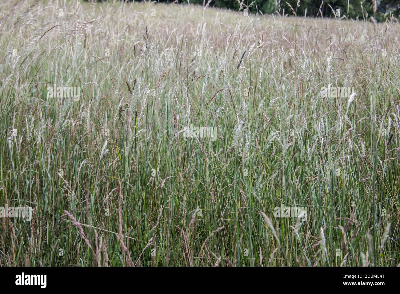 Thin blades of grass hires stock photography and images Alamy