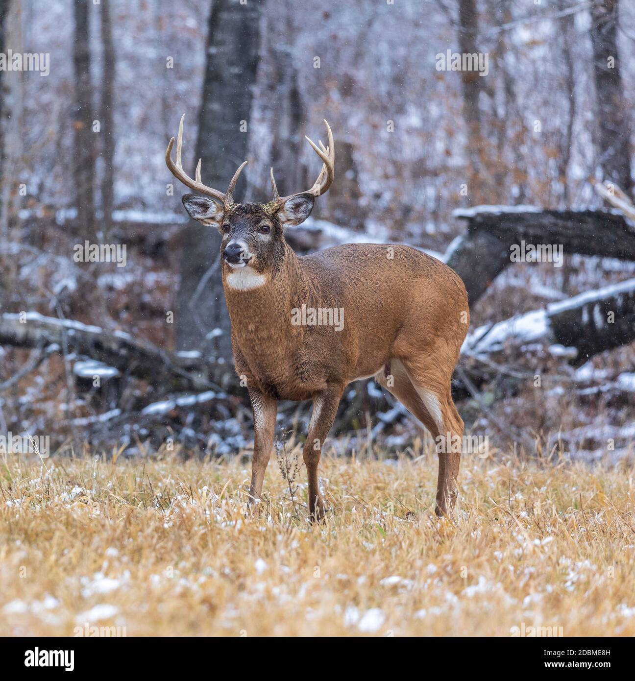 Whitetailed buck during the rut in northern Wisconsin Stock Photo Alamy