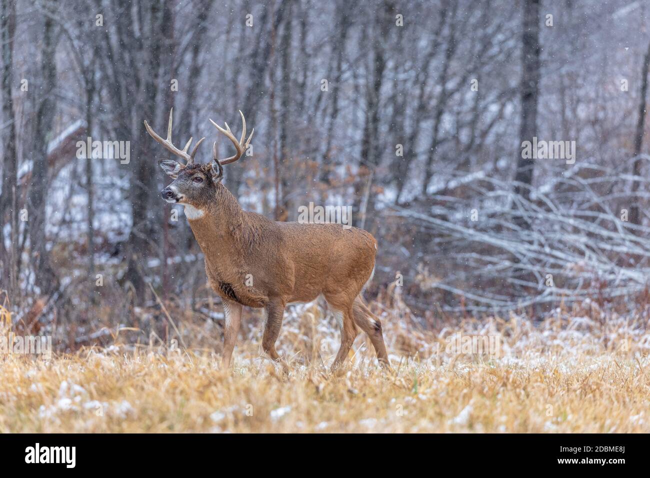 Wi Whitetail Rut White-tailed buck during the rut in northern Wisconsin Stock Photo - Alamy